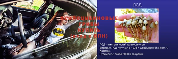 шишки Арсеньев